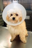 Infezione di sutura canini