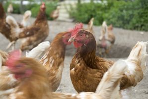 Come evitare la Salmonella nei polli