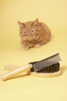 Che cosa causa la pelliccia di un gatto ottenere arruffati?
