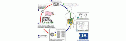 Ciclo di vita di tenia del maiale
