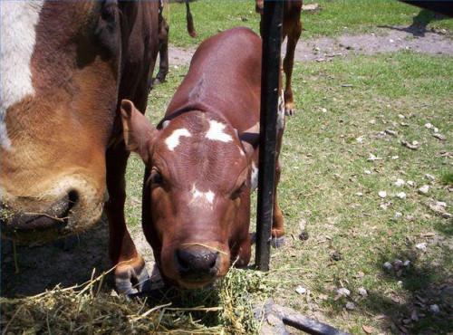 Come allevare un vitello orfano manzo