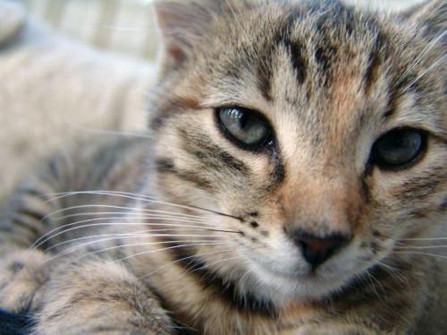 Distrofia corneale nei gatti