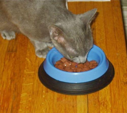 Come scegliere il cibo per gatti