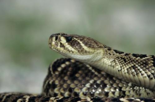 Come fare per identificare un serpente a sonagli Diamondback giovanile?