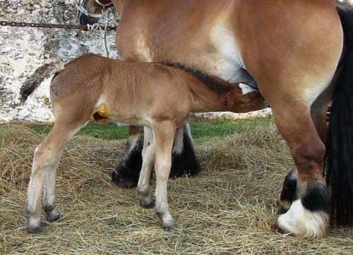 Sviluppo dell'embrione di cavallo