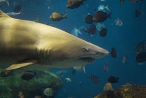 Informazioni su Megalodon squalo