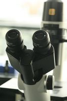 Come convertire i binocoli compatti al microscopio