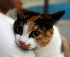 Supporto omeopatico per l'insufficienza renale nei gatti