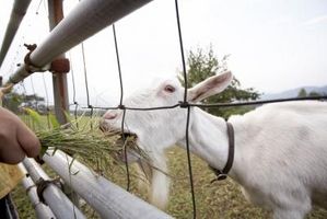 Come aumentare il rifornimento di latte di capra