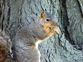 Come fare un Log di mais per scoiattoli