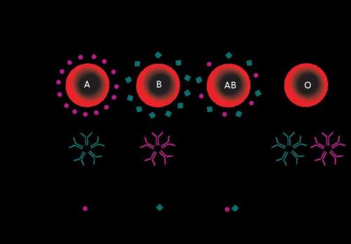 Che cosa determina gli anticorpi ABO che si sviluppa una persona?