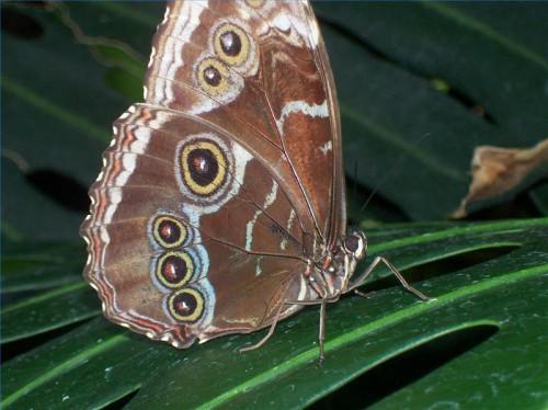 Habitat della farfalla di Morpho