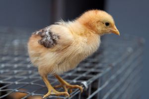 Come impedire la beccare altri pulcini di polli