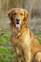 Sintomi delle ulcere in cani