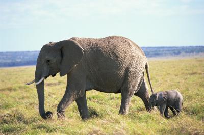 Caratteristiche degli elefanti africani
