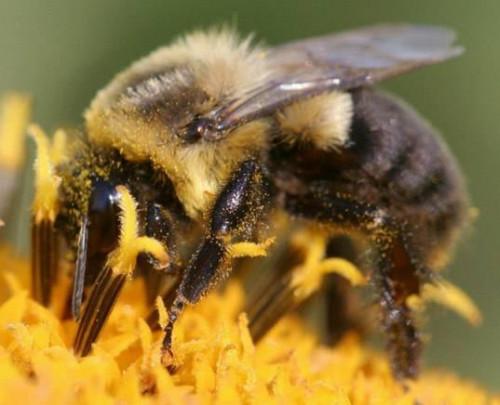 Come funziona un calabrone a produrre miele?