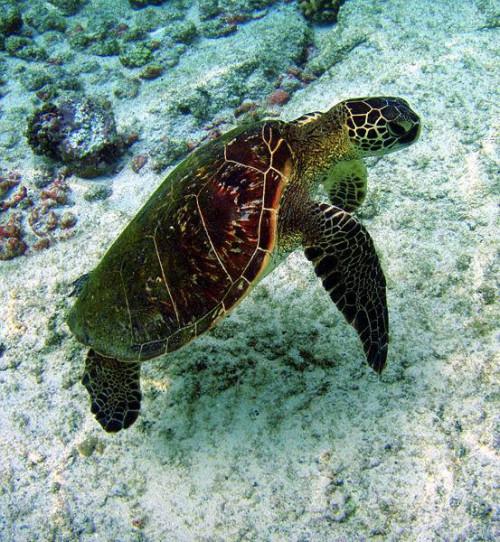 Come le tartarughe di mare proteggere se stessi?
