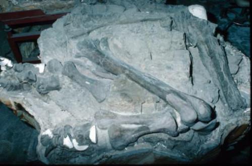 Quello che i dinosauri vivevano periodo Paleozoico?