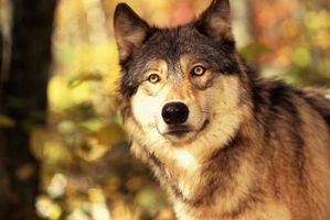 Le ragioni per il rischio di lupo grigio