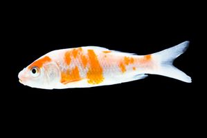 Che cosa significa quando pinna superiore di un pesce rosso si sdraia?