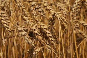 Tipi di semi di grano