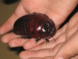 Qual è la differenza tra scarafaggi & Water Bugs?