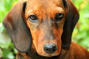 Misdiagnosis della cataratta nei cani