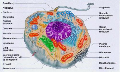 Perché le cellule bisogno di cibo?
