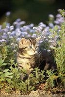 Come prova di gatto le vostre piante e fiori