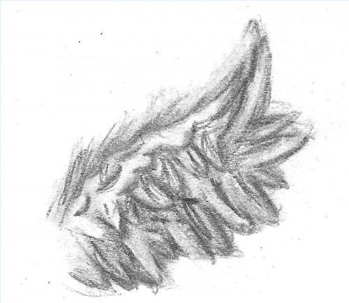Come disegnare ali d'uccello
