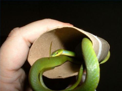 Come arrivare a mangiare un serpente verde di massima