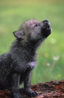 Come mantenete tutti i quattro cuccioli vivo su "WolfQuest"?