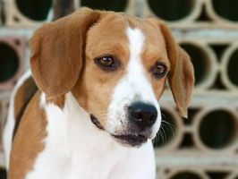 Reazione di fenobarbital in cani