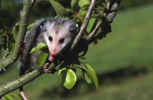 Come esca un Opossum