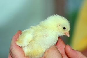 Informazioni su allevamento di polli del bambino