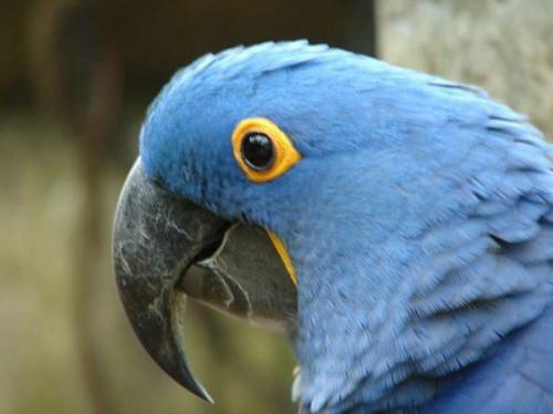 Macaw Parrot fatti
