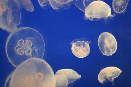 Come far salire una medusa senza pungersi