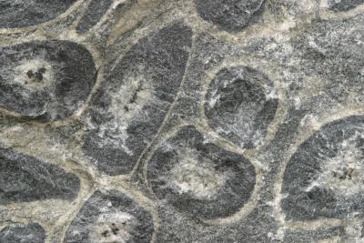 I fossili sono di epoca precambriana?