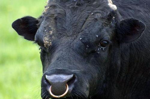 Perché i tori hanno anelli nei loro nasi?