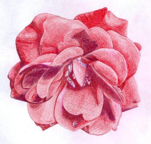 Come disegnare una rosa aperta