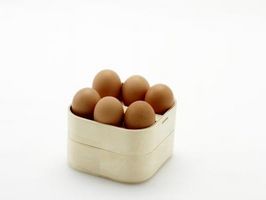 Fai da te incubatrice per le uova di uccello