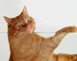 Perché i gatti si puliscono a dopo che mangiano?