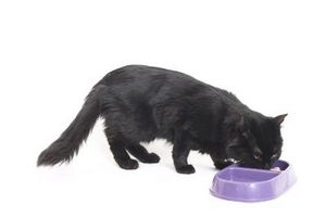 Come ottenere un gatto sottopeso ad aumentare di peso