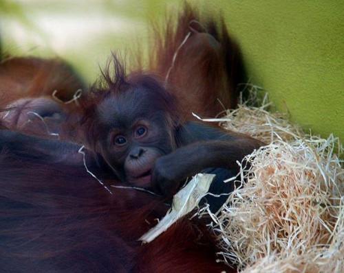 Informazioni su Baby orangutan