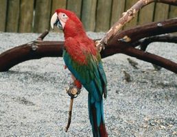 Come dare fuco liquido per pappagalli
