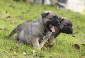Trattamenti per gli ascaridi nei cuccioli