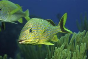 5 caratteristiche che tutti i pesci hanno in comune