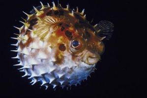 Qual è la differenza tra Blowfish & Puffer Fish?