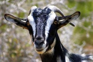 Come trattare i parassiti esterni delle capre