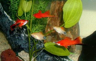 Come allevare pesci tropicali pecilide